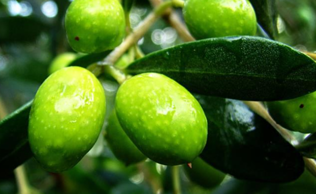 果农缘橄榄 果农缘橄榄